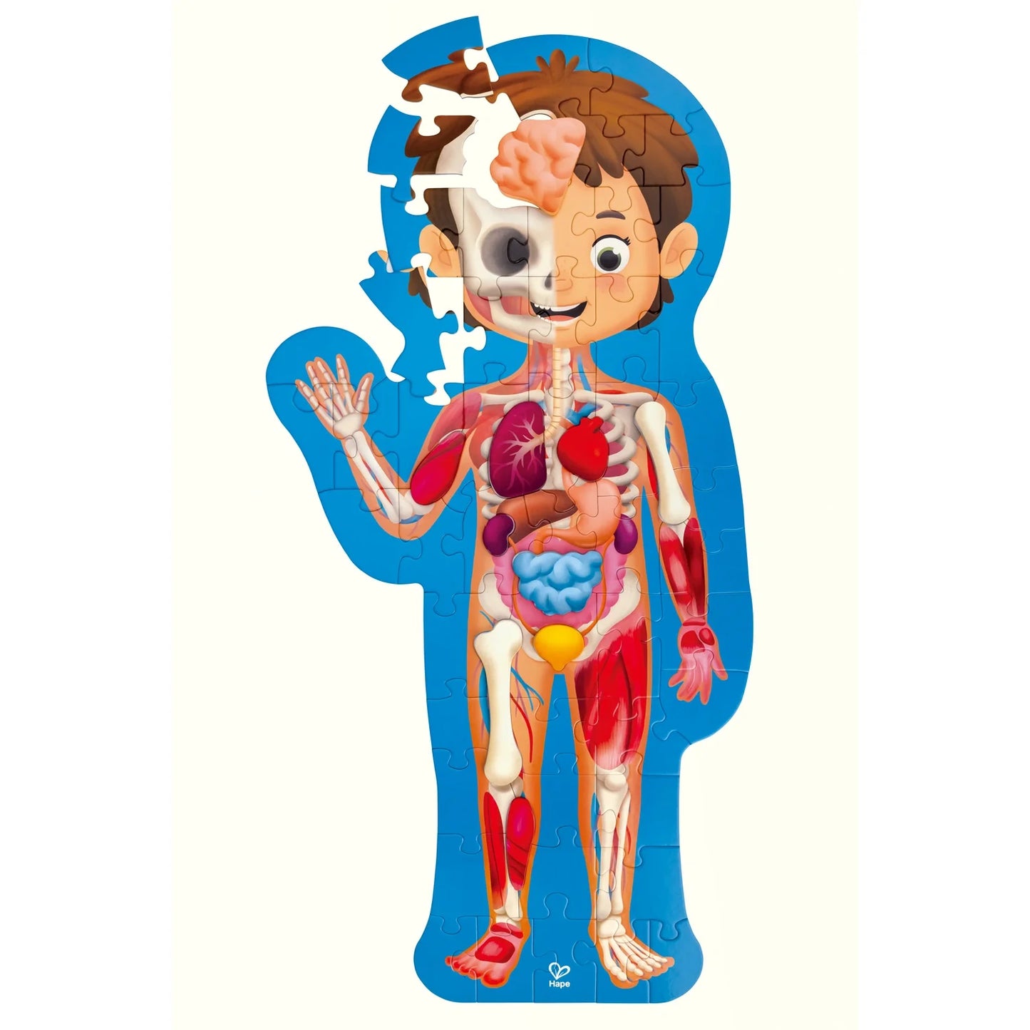 Human Body Puzzle - Hape MENA