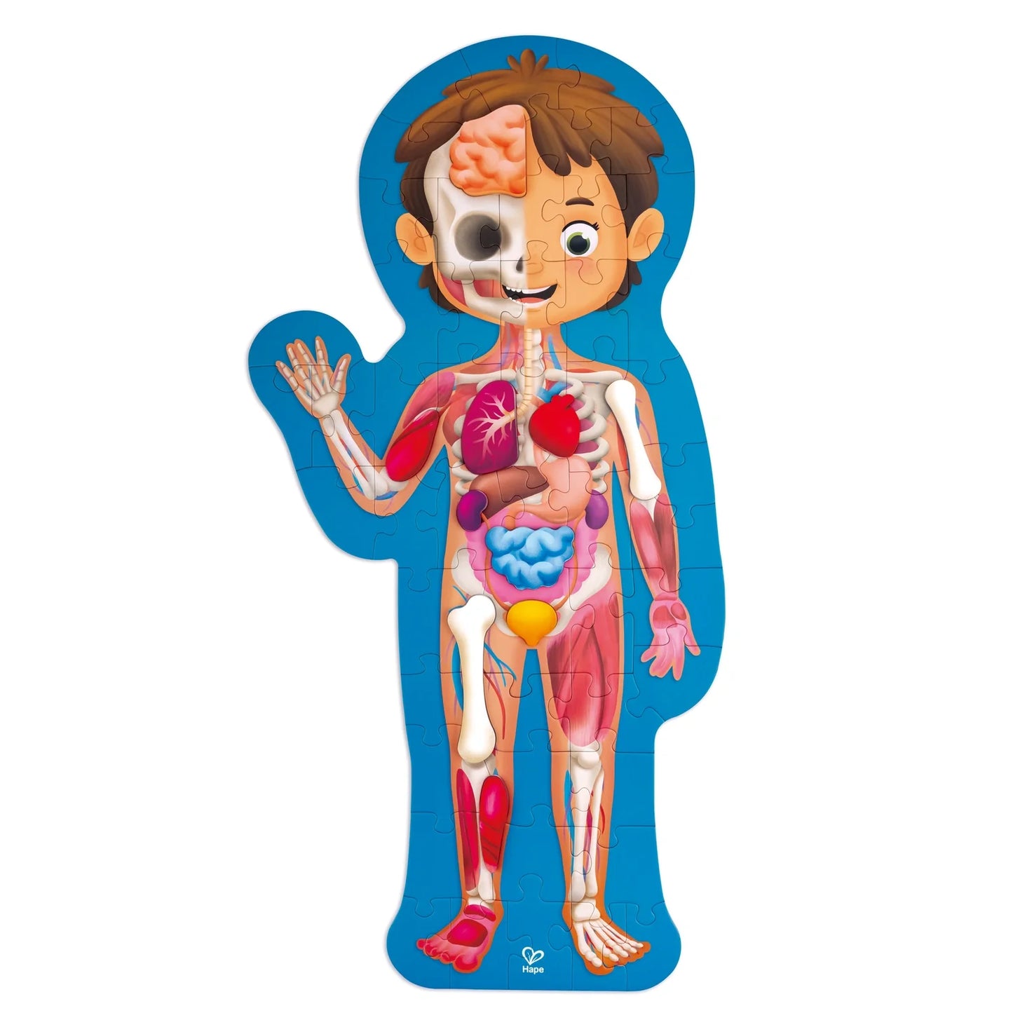 Human Body Puzzle - Hape MENA