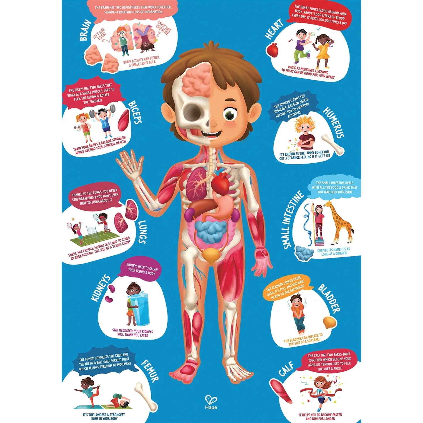 Human Body Puzzle - Hape MENA