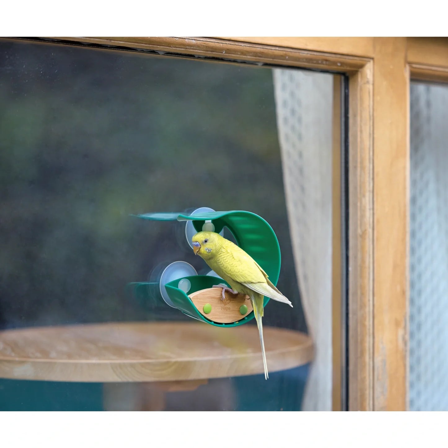 Window Bird Feeder - Hape MENA