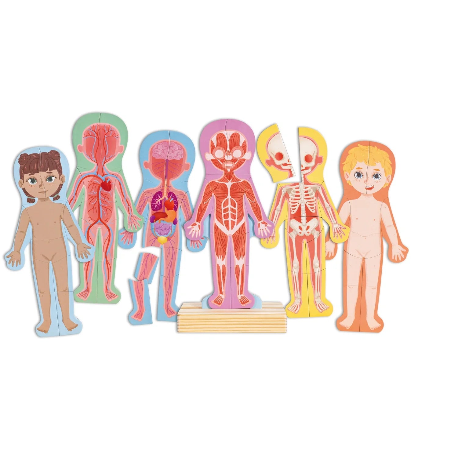 Human Body Magnetic Puzzle - Hape MENA