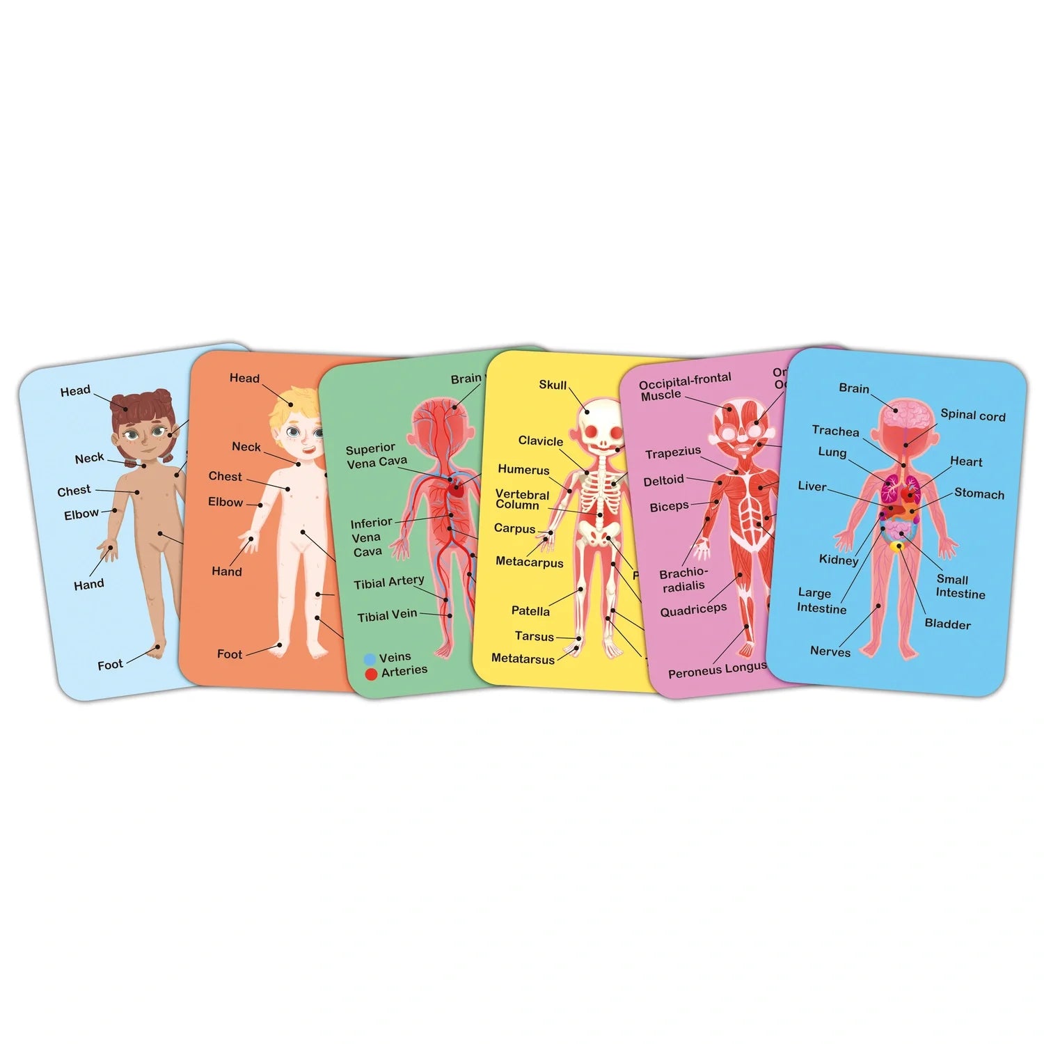 Human Body Magnetic Puzzle - Hape MENA