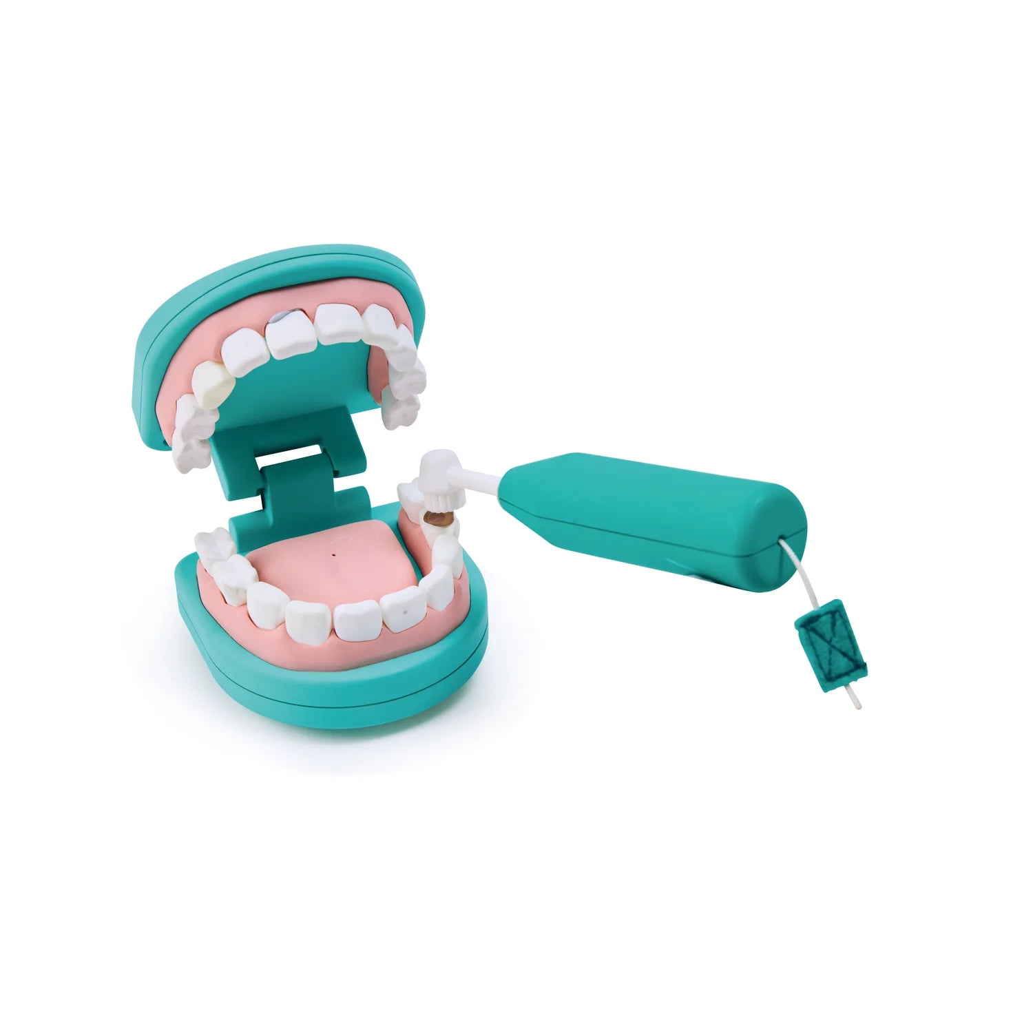 Teeth model with a turquoise base and handle on a white background